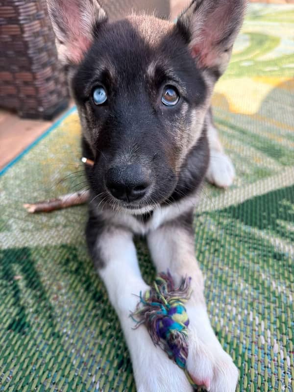 Linda - Mixed Breed available for adoption