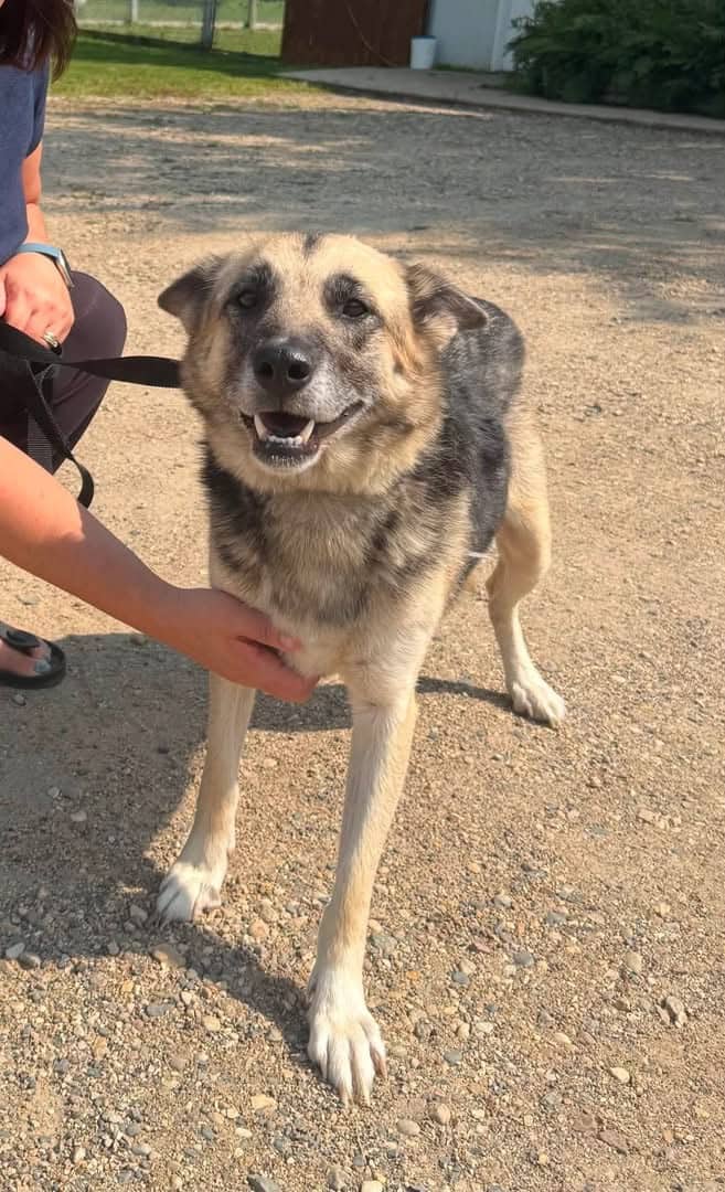 Moxie - Mixed Breed available for adoption
