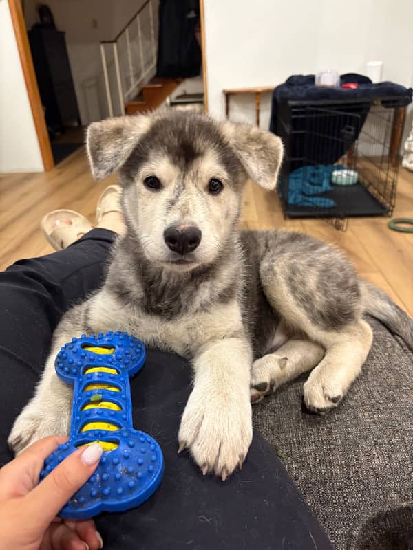 Togo - Mixed Breed available for adoption at Funds for Furry Friends in Winnipeg