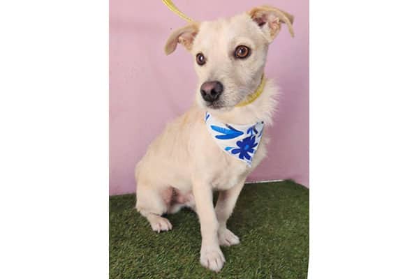 Bobby - Chihuahua/Dachshund available for adoption at Rocky Mountain Animal Rescue in Calgary