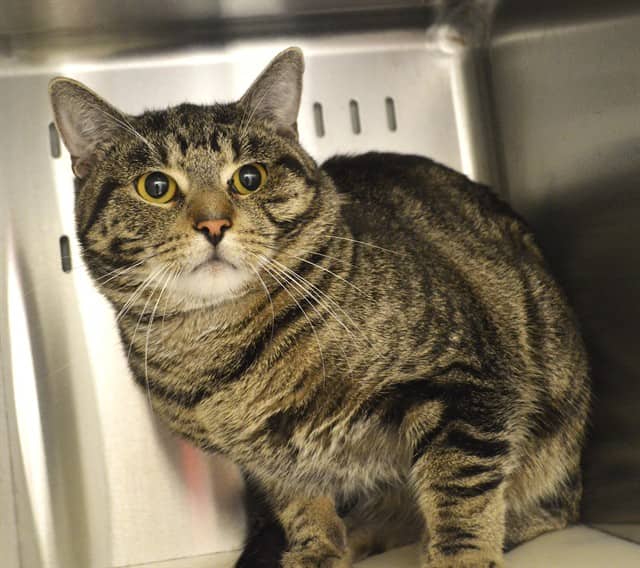 PAL - Domestic Shorthair available for adoption