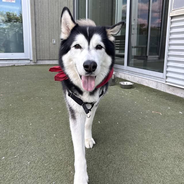 SHASTA - Siberian Husky available for adoption