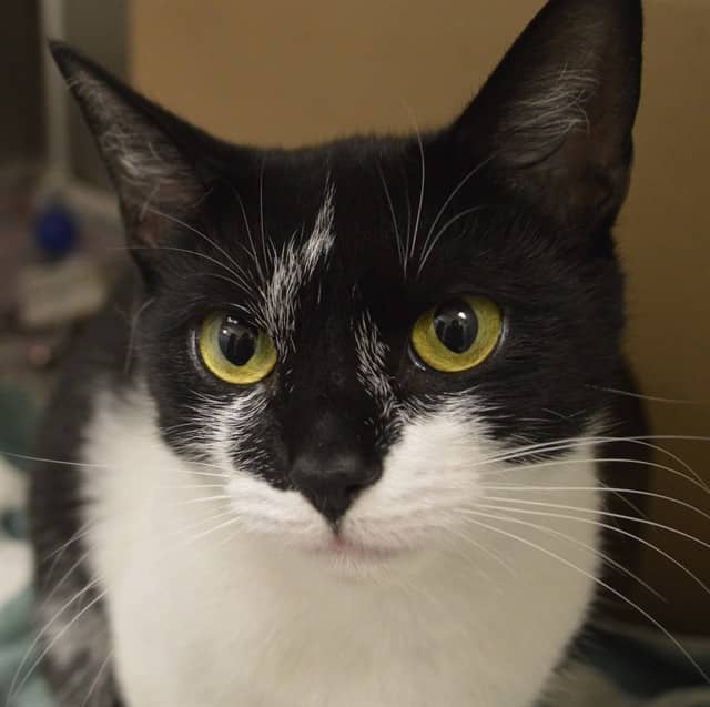 BONNIE - Domestic Shorthair available for adoption