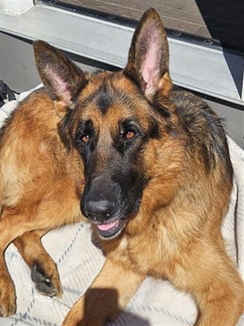 LONGO - German Shepherd Dog available for adoption