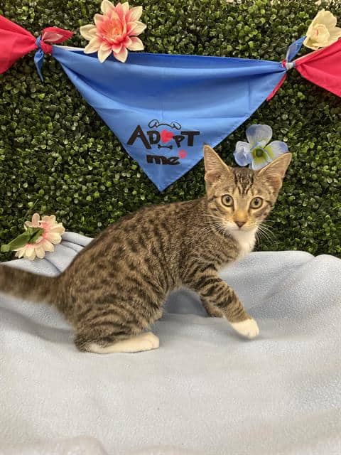 AVOCADO - Domestic Shorthair available for adoption