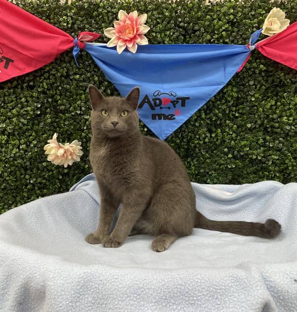 SILO - Domestic Shorthair available for adoption