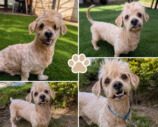 PEANUT - Shih Tzu and Poodle - Toy available for adoption