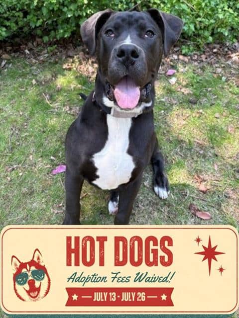 BLAZE - American Bulldog available for adoption