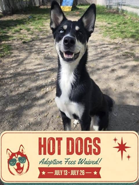 JENNY - Siberian Husky available for adoption