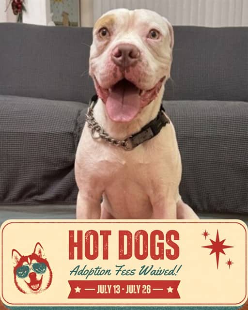 BRONX - American Bulldog available for adoption