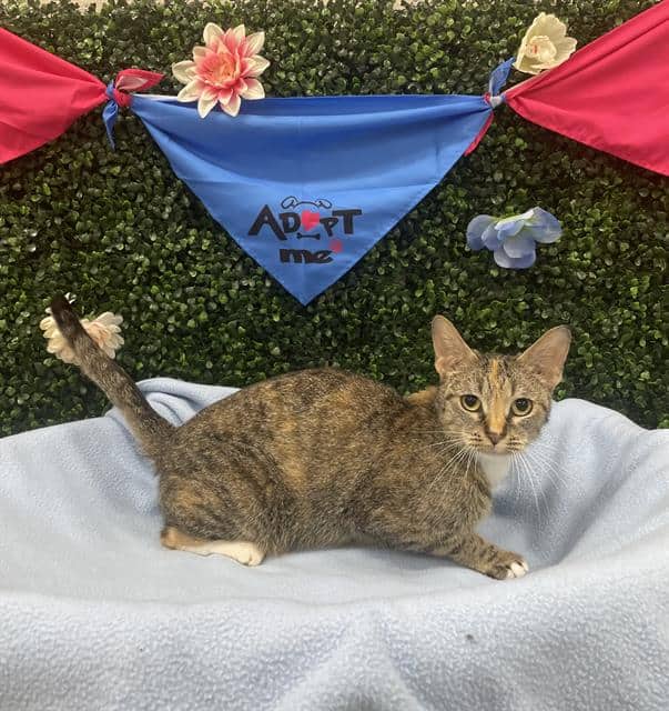 PORSCHE - Domestic Shorthair available for adoption