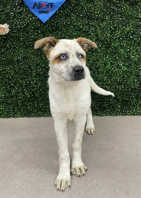 CLEO - Australian Cattle Dog mix available for adoption