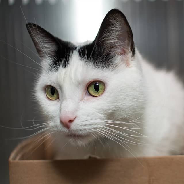 KALLIE - Domestic Shorthair available for adoption