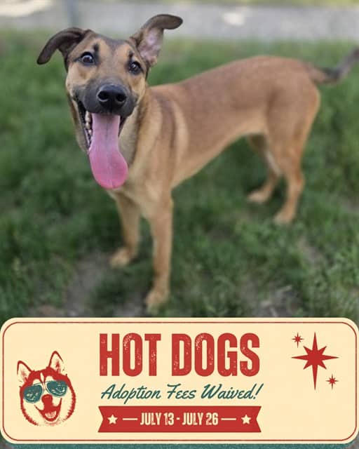 NEPTUNE - German Shepherd Dog mix available for adoption