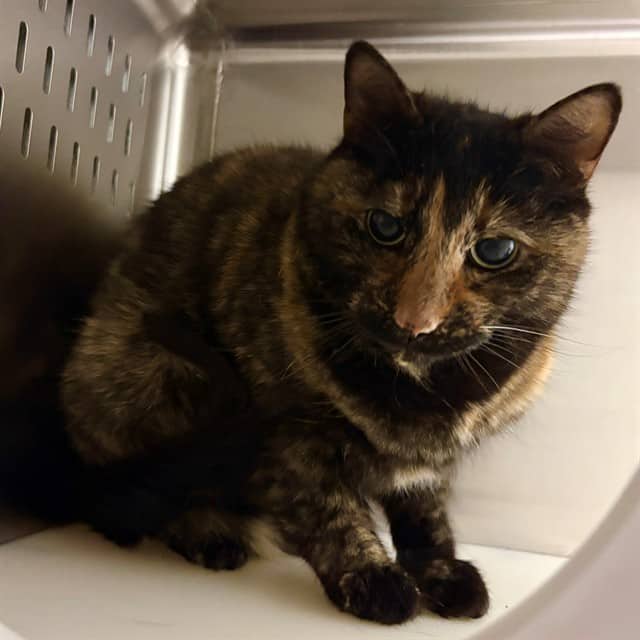 CHARLOTTE - Domestic Shorthair available for adoption