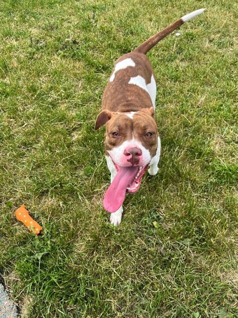 MONROE - American Bulldog mix available for adoption
