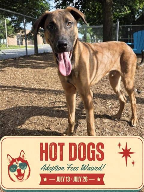 SATURN - German Shepherd Dog mix available for adoption