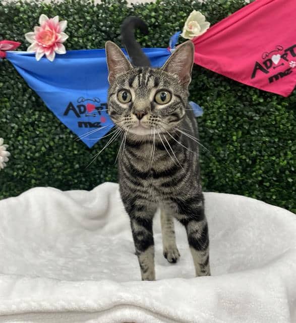 JETTA - Domestic Shorthair available for adoption
