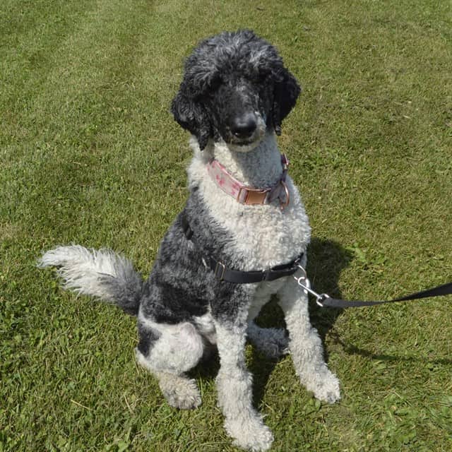 CASSIOPEIA - Poodle - Standard mix available for adoption