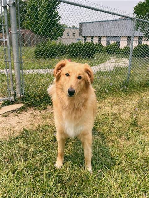 CORNDOG - Golden Retriever available for adoption