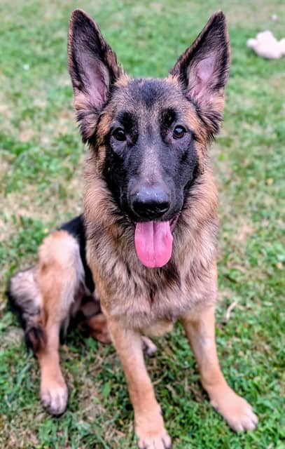 MIKA - German Shepherd Dog available for adoption
