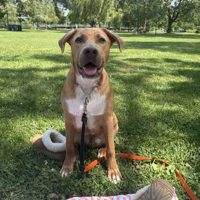 MUSTARD - Rhodesian Ridgeback mix available for adoption