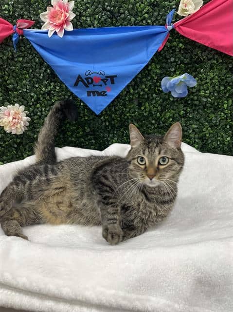 BRONCO - Domestic Shorthair available for adoption