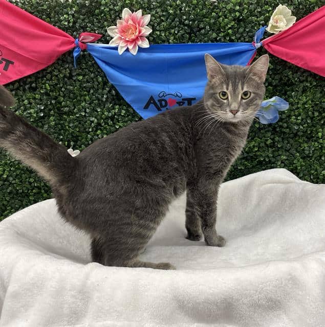 CAMARO - Domestic Shorthair cat available for adoption at Saskatoon Animal Control Agency in Saskatoon