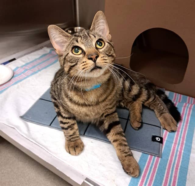 CINNAMON TOAST CRUNCH - Domestic Shorthair available for adoption