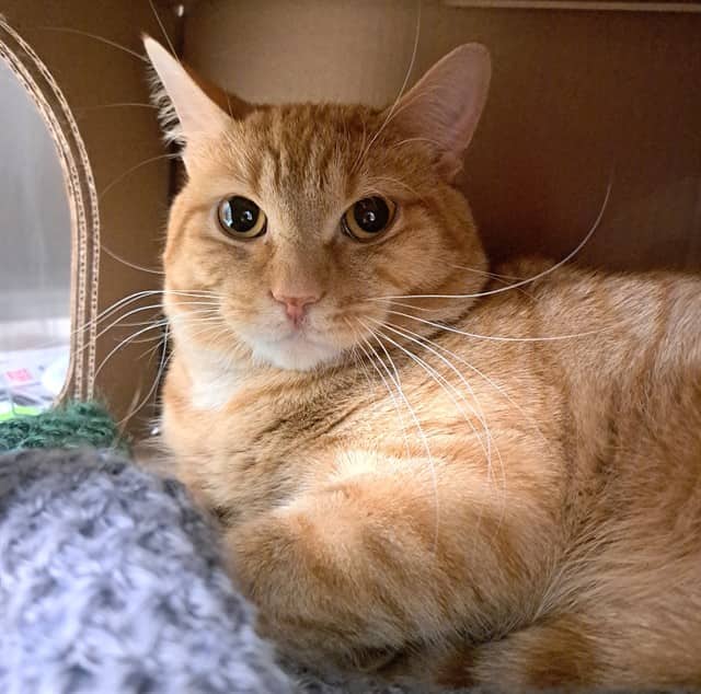 SHREK - Domestic Shorthair available for adoption