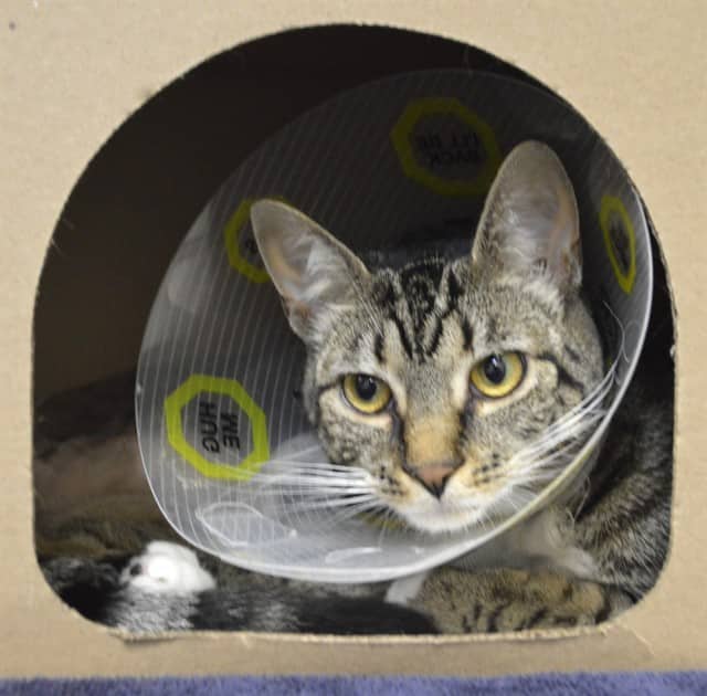 DAISY - Domestic Shorthair available for adoption