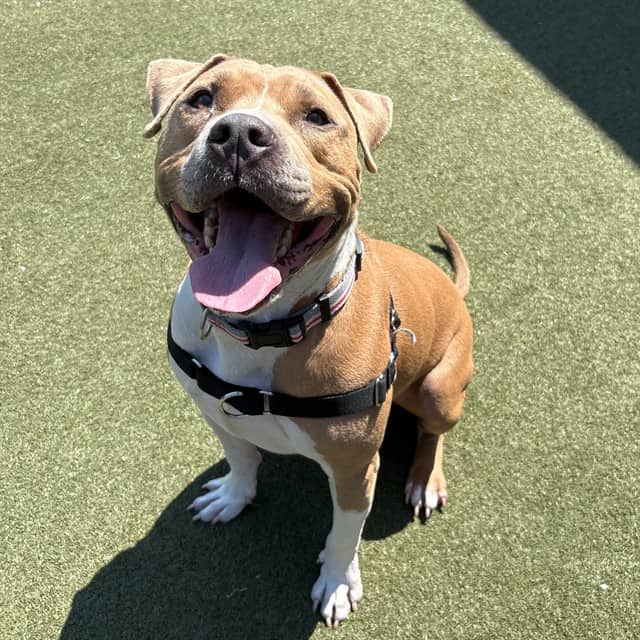 ODIN - American Bulldog mix available for adoption