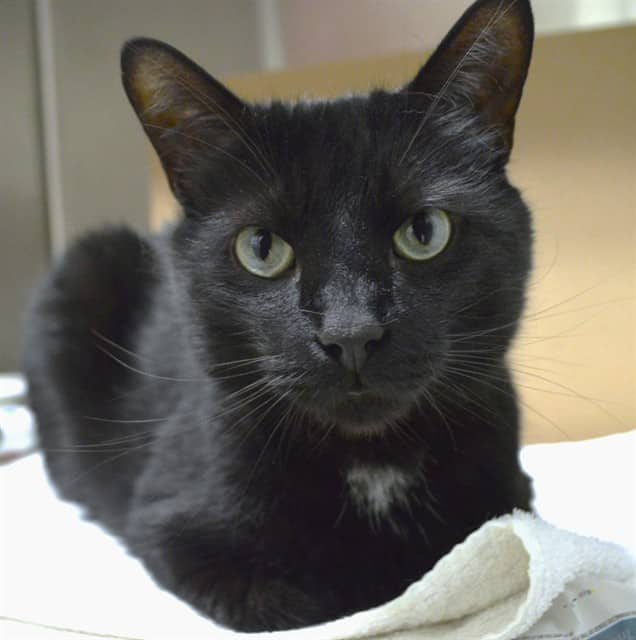 BENNY - Domestic Shorthair available for adoption