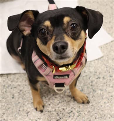 MEGAN - Dachshnd Min Sh and Chihuahua Sc available for adoption