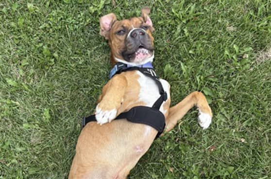 TYSON - Boxer mix available for adoption