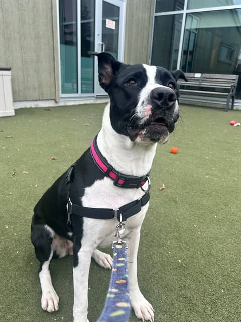 ECLIPSE - Retriever mix available for adoption at Ottawa Humane Society in Ottawa