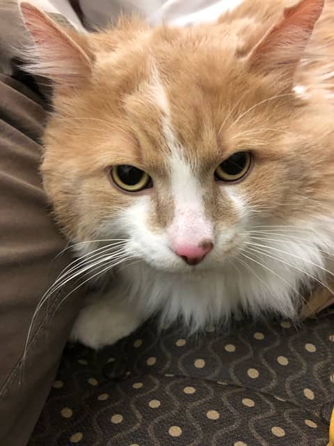 SIMBA - Domestic Longhair cat available for adoption at Ottawa Humane Society in Ottawa