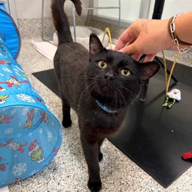 AKKI - Domestic Shorthair available for adoption