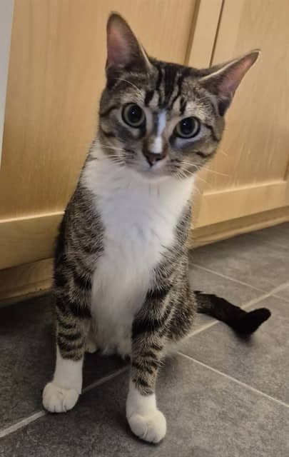 IVY - Domestic Shorthair available for adoption
