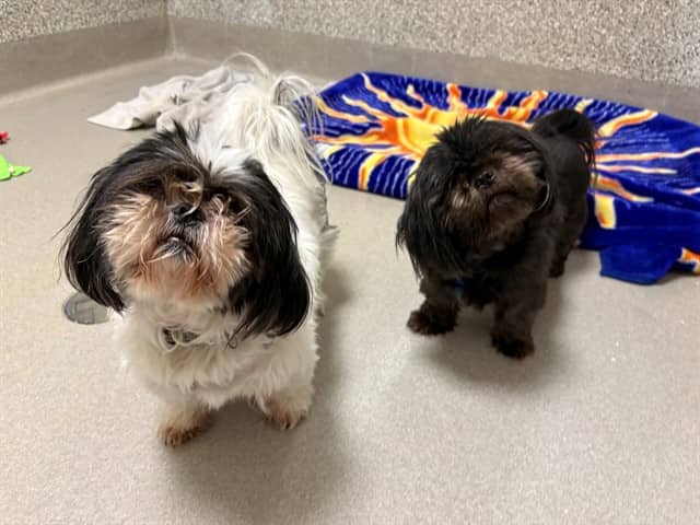 MIDNIGHT - Shih Tzu available for adoption