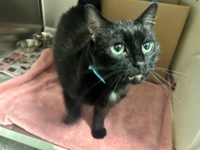 ASH - Domestic Shorthair cat available for adoption at Ottawa Humane Society in Ottawa