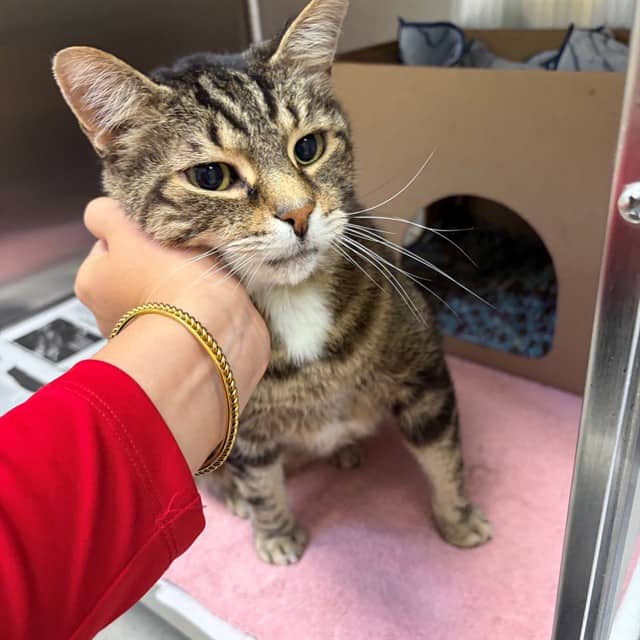 PADDINGTON - Domestic Shorthair available for adoption