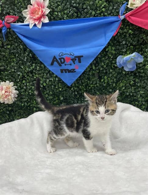SPARKPLUG - Domestic Shorthair available for adoption
