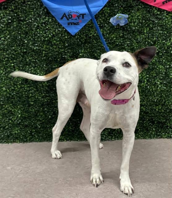 DAISY MAE - Pit Bull Terrier mix available for adoption