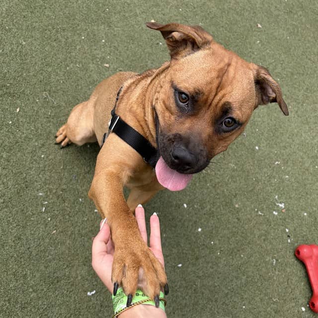 PRETZEL - Boxer and Retreiver available for adoption at Ottawa Humane Society in Ottawa