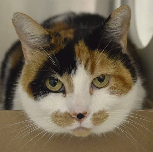 DOTTIE - Domestic Shorthair available for adoption