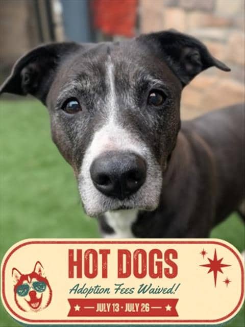 SWEETIE - American Bulldog mix available for adoption at City of Toronto Animal Services in Toronto