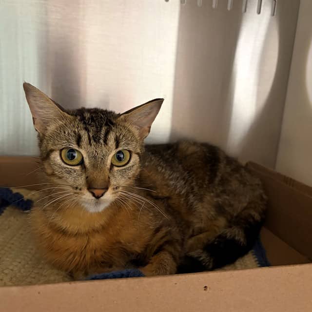 FARRAH - Domestic Shorthair available for adoption