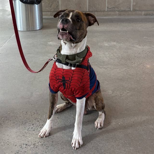 BUBBLE - Boxer mix available for adoption