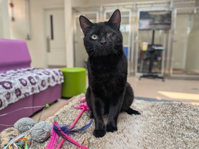 UNO - Domestic Shorthair cat available for adoption at City of Toronto Animal Services in Toronto